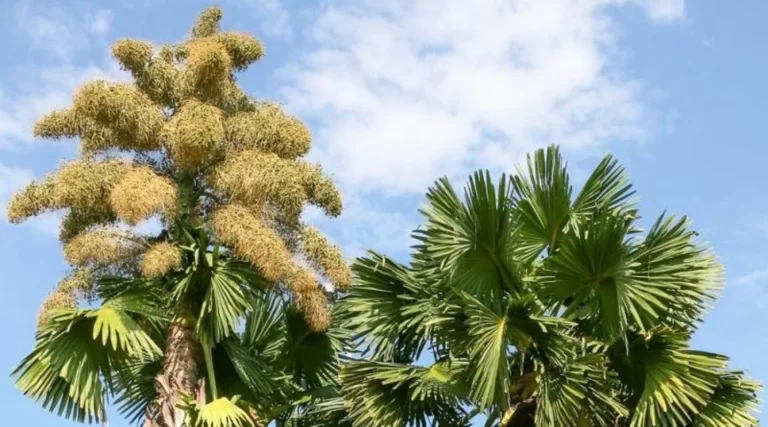 Palma de Ceylán del Jardín Botánico de Caracas comenzó a florecer