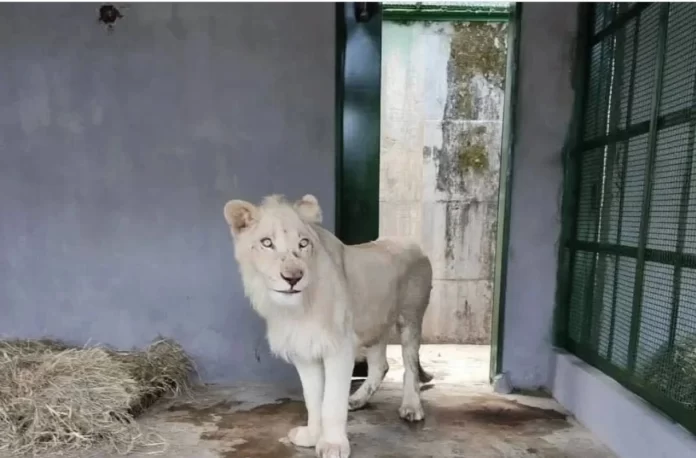 León albino